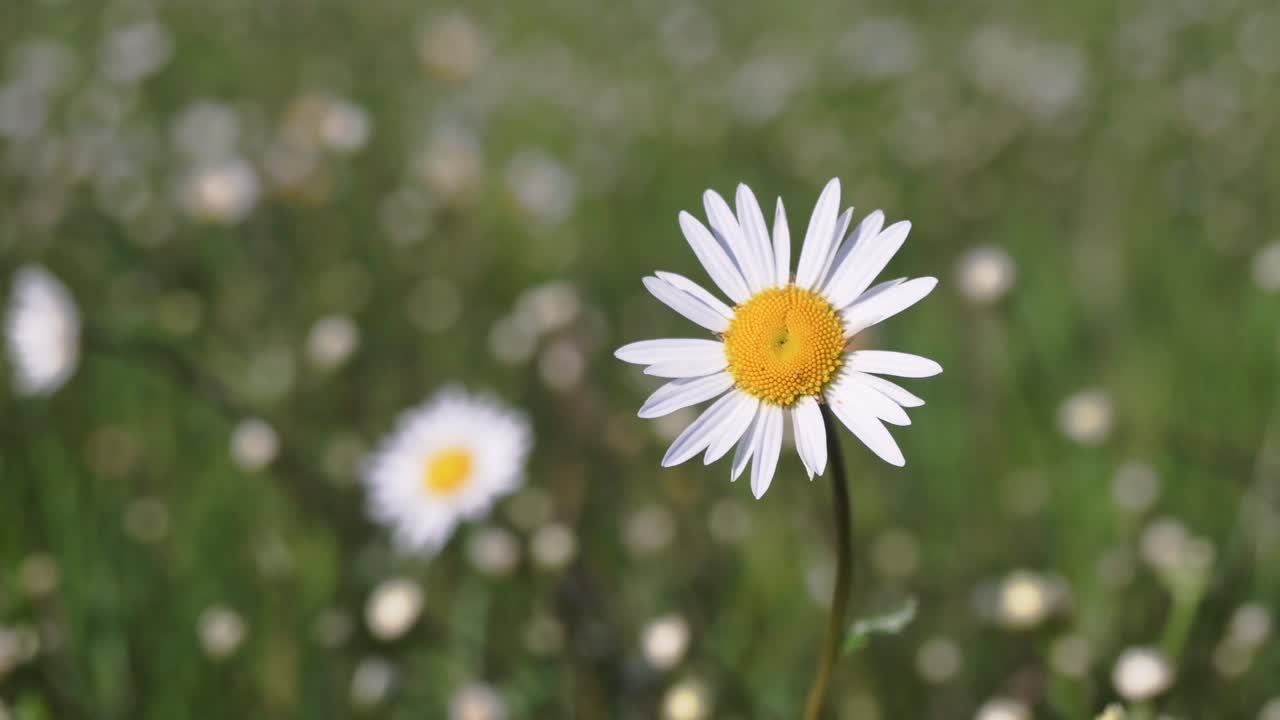 Marguerite - daisy closeup, cinematic shot