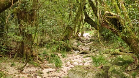 lush rainforest pathway with dense foliage and rocky terrain. soft, natural lighting creates a serene, immersive atmosphere