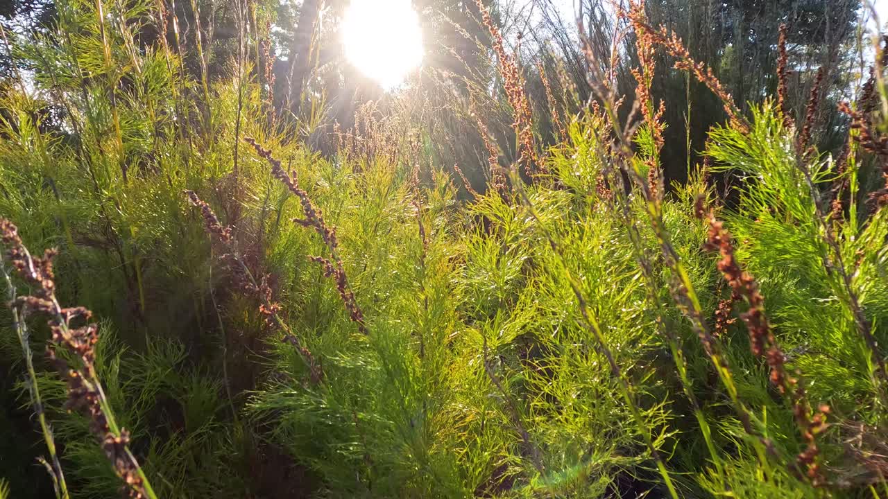солнечный свет проходит сквозь пышную зеленую листья