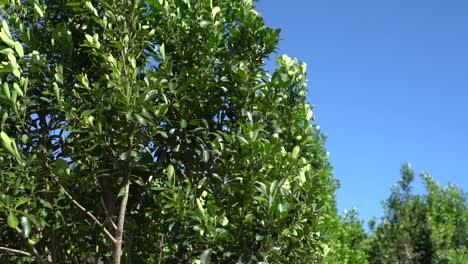 Static shot of yerba mate tree in the wind, South America, Argentina