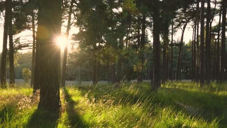 sunlight filtering through pine trees in a forest