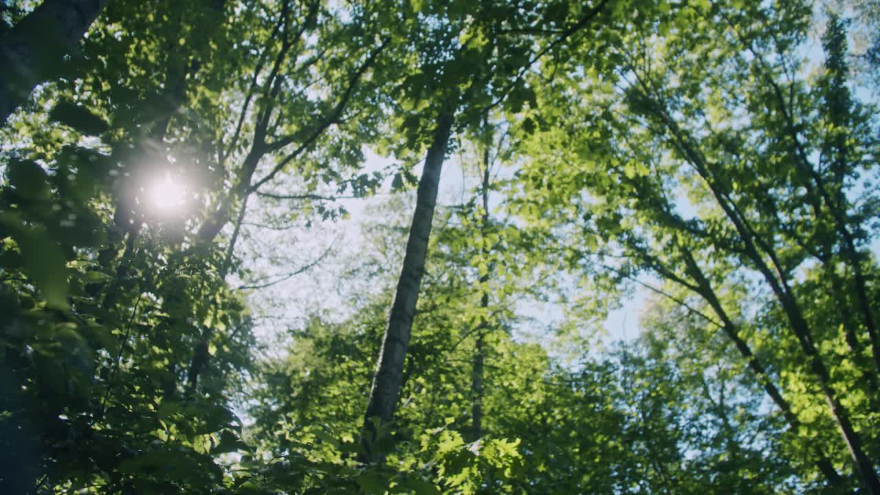 sun rays penetrate through a few leaves in the forest