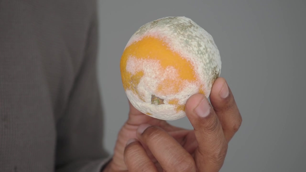 Hand Holding a Rotten Orange Covered in Mold