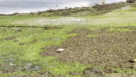 A-seagull-feeding-on-seaweed-along-the-shore-during-low-tide,-showcasing-a-mix-of-green-and-brown-algae