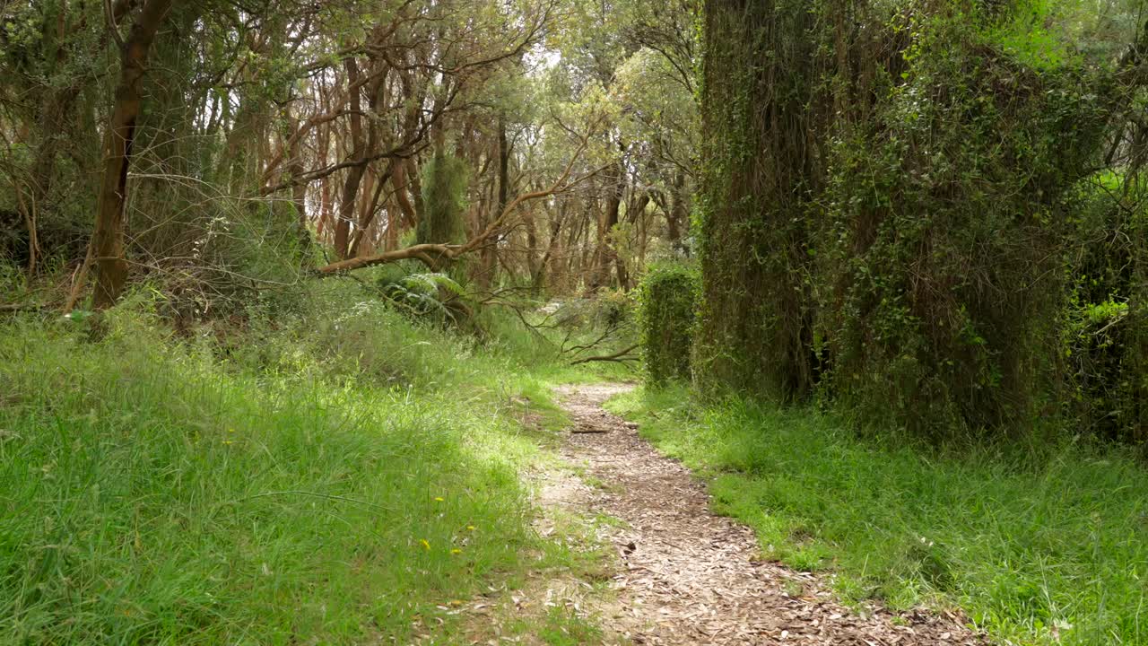 A tranquil path winding through a lush forest, surrounded by trees and greenery, inviting exploration into the heart of nature.