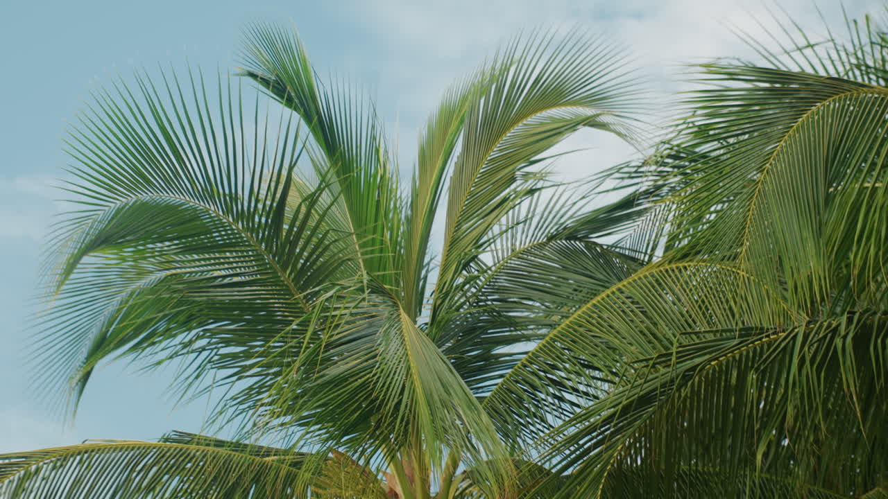 Primo piano di fronde di palma che ondeggiano in una vivace brezza costiera, foglie dalla texture definita che si increspano contro un cielo luminoso, la deriva occasionale delle nuvole aggiunge profondità, movimento tropicale energico adatto per la natura e i viaggi