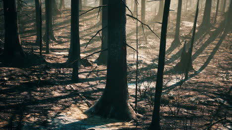 burnt forest after wildfire