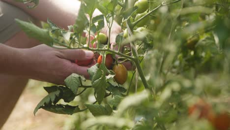 hermoso primer plano de los agricultores cosechando a mano y recogiendo tomates rojos maduros de una planta en un día soleado de verano