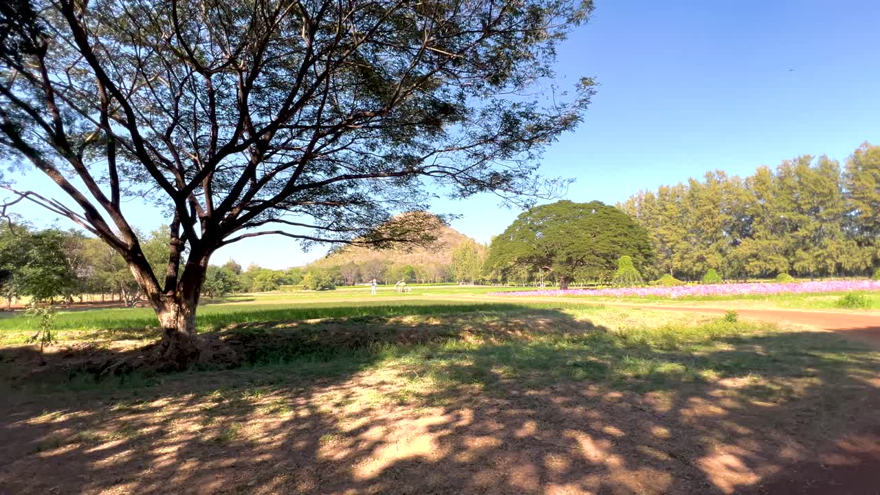 나무 와 개방 된 들판 이 있는 평화로운 장면