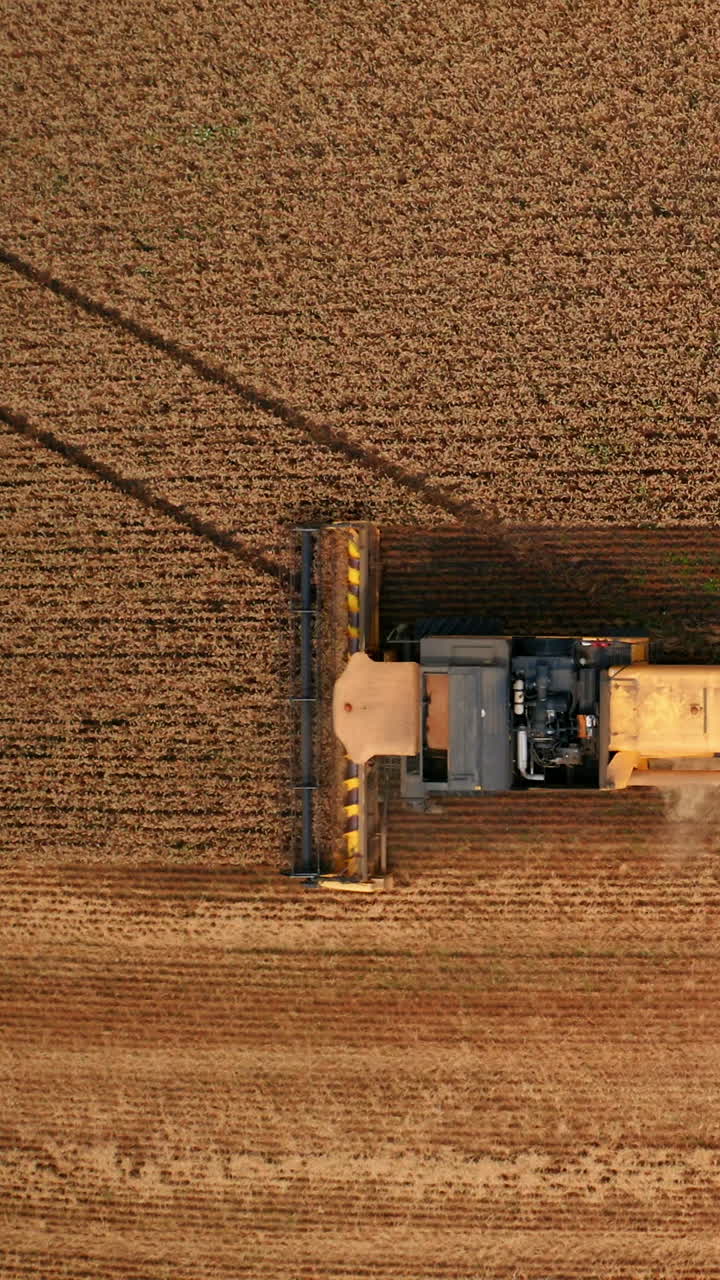 Powerful modern harvesting machine gathering wheat. Combine throwing dust and hay away. Bird's eye view. Vertical video