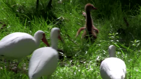 a snadhill crane chick walks in the grass 1