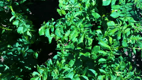 potato field aerial view