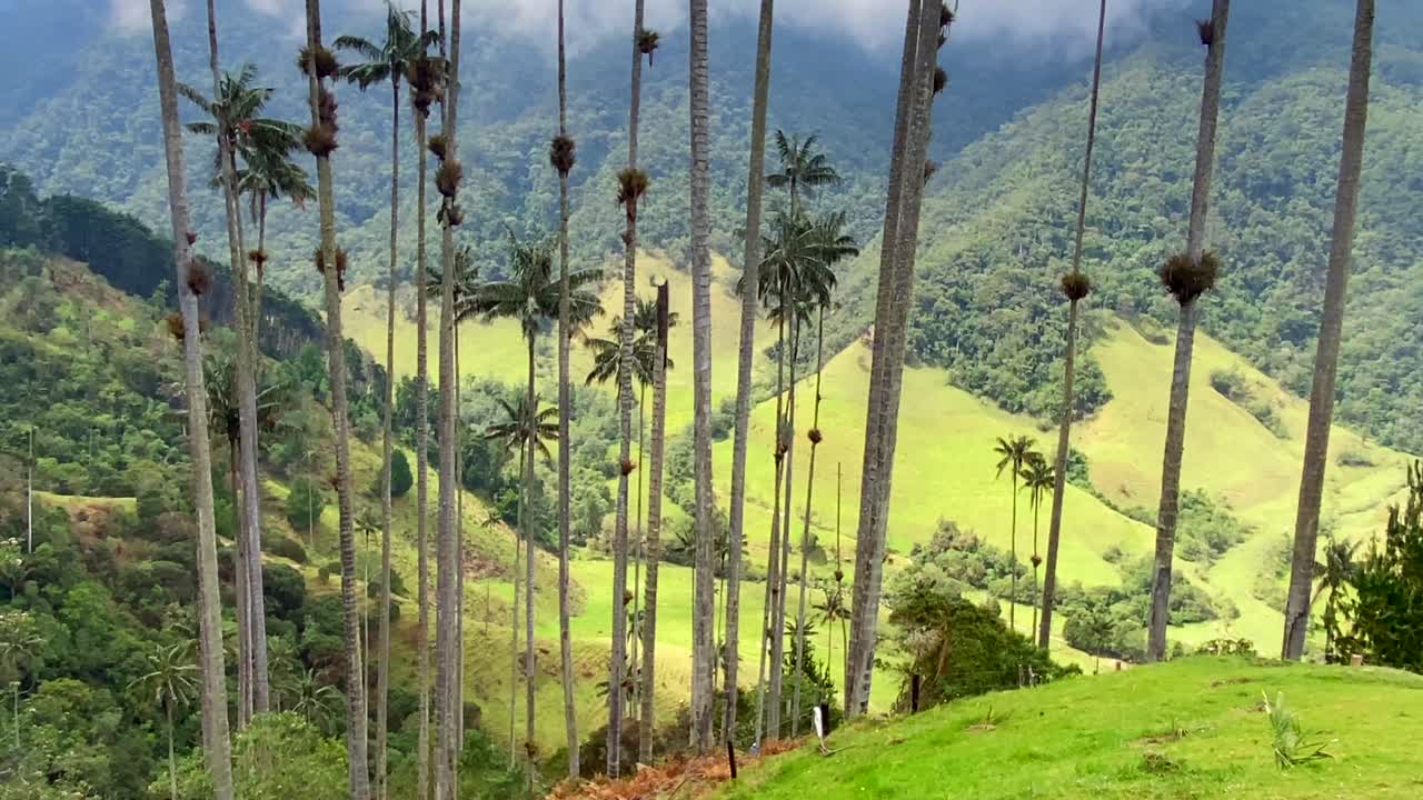 hombre relajándose y descansando en medio de las palmeras de cera de cocora valle verde trekking en colombia