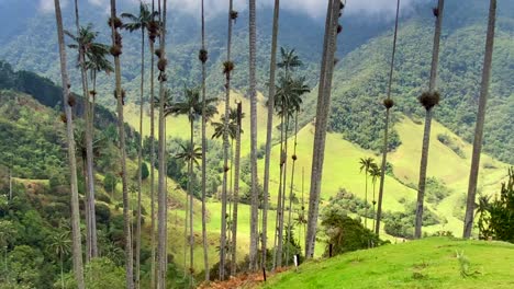 man chilling and resting in middle of cocora wax palms green valley trekking in colombia