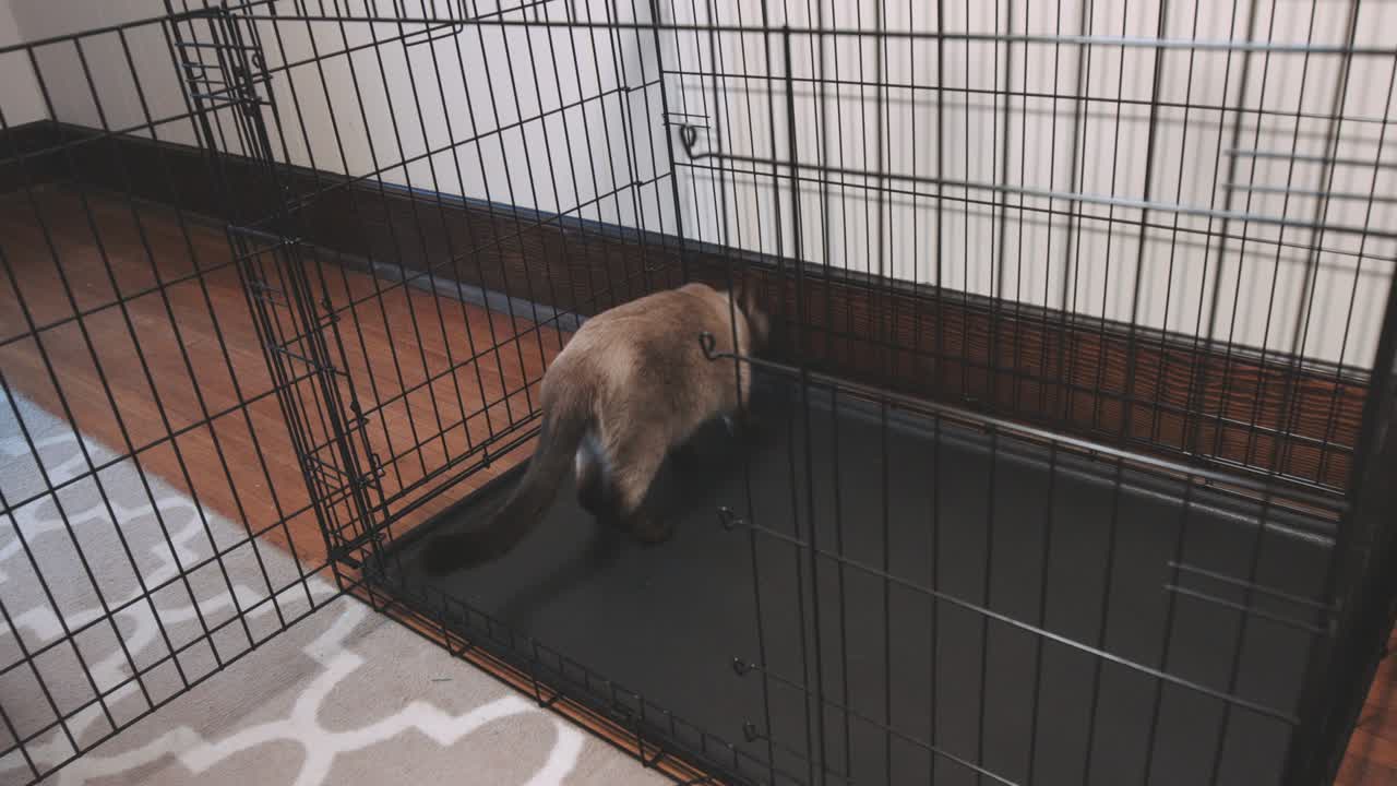 el gato entra y sale de una gran perrera