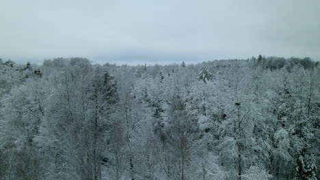 Vista-Lateral-Aérea-Del-Majestuoso-Bosque-Cubierto-De-Nieve-En-Invierno