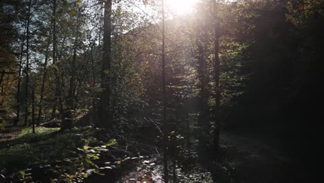 sun shines through the vegetation in an autumn forest