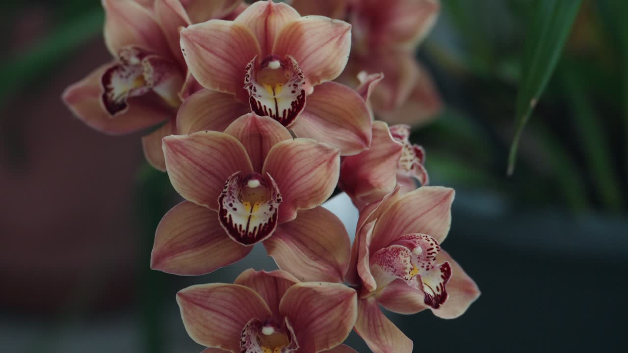Close up of pink orchids blooming with green leaves in background - push in