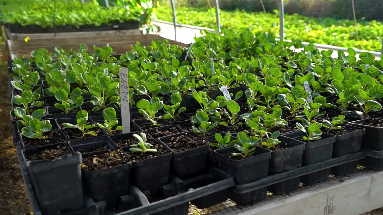 Plantas pequeñas en macetas sobre una mesa
