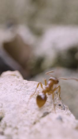 Vertikales-Video-Nahaufnahme-Einer-Ameise,-Die-über-Den-Boden-Kriecht