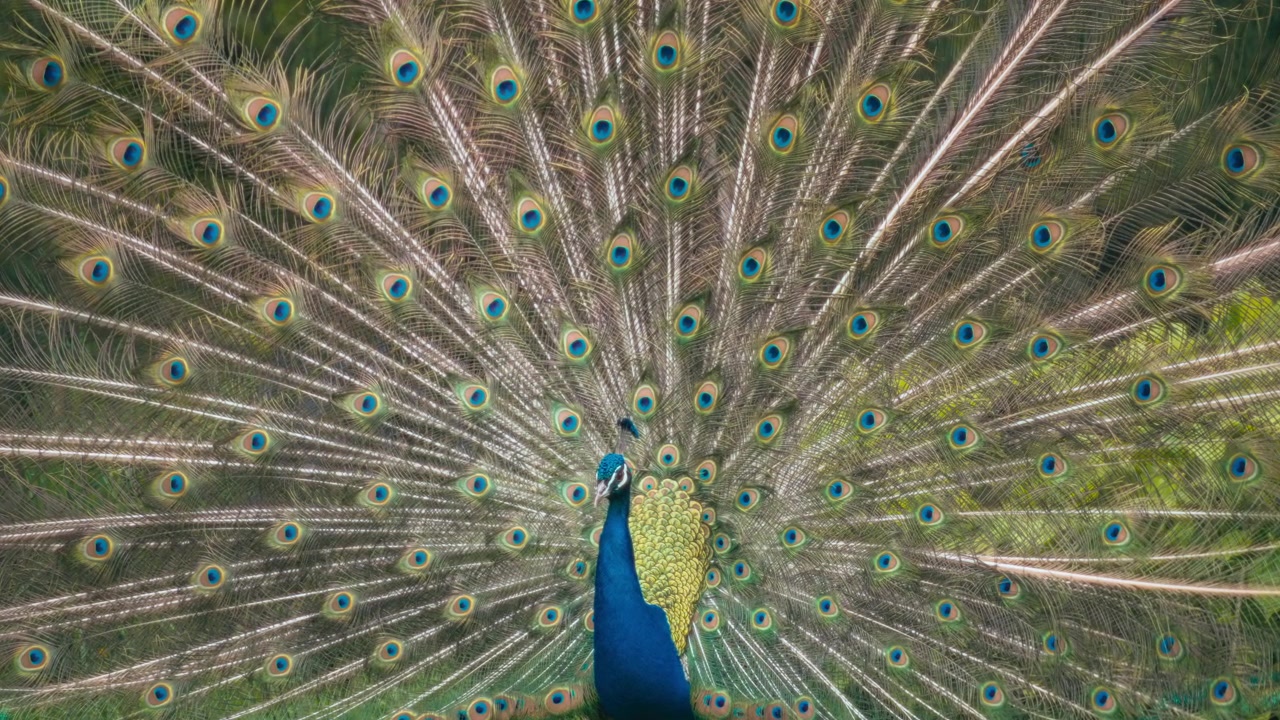 Pavão macho exibindo penas vibrantes na natureza.