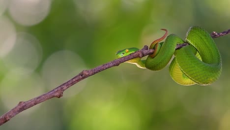 The-White-lipped-Pit-Viper-is-a-venomous-pit-viper-endemic-to-Southeast-Asia-and-is-often-found-during-the-night-waiting-on-a-branch-or-limb-of-a-tree-near-a-body-of-water-with-plenty-of-food-items