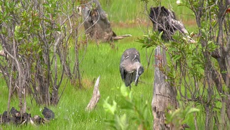 great blue heron cleaning itself in a grassy marsh