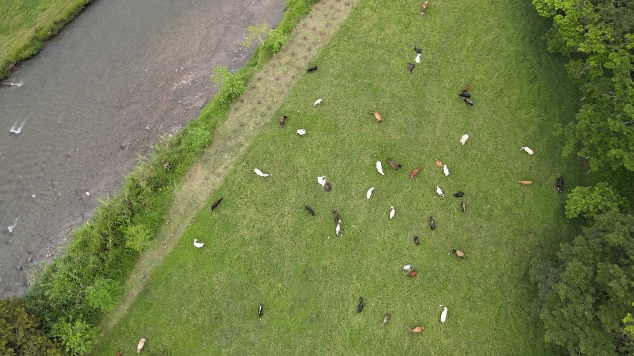 콜롬비아의 강, 나무, 동물 및 자연