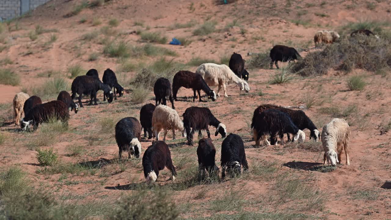 las ovejas najdi, originarias de la región de najd en la península arábiga, se ven comúnmente pastando en el desierto.