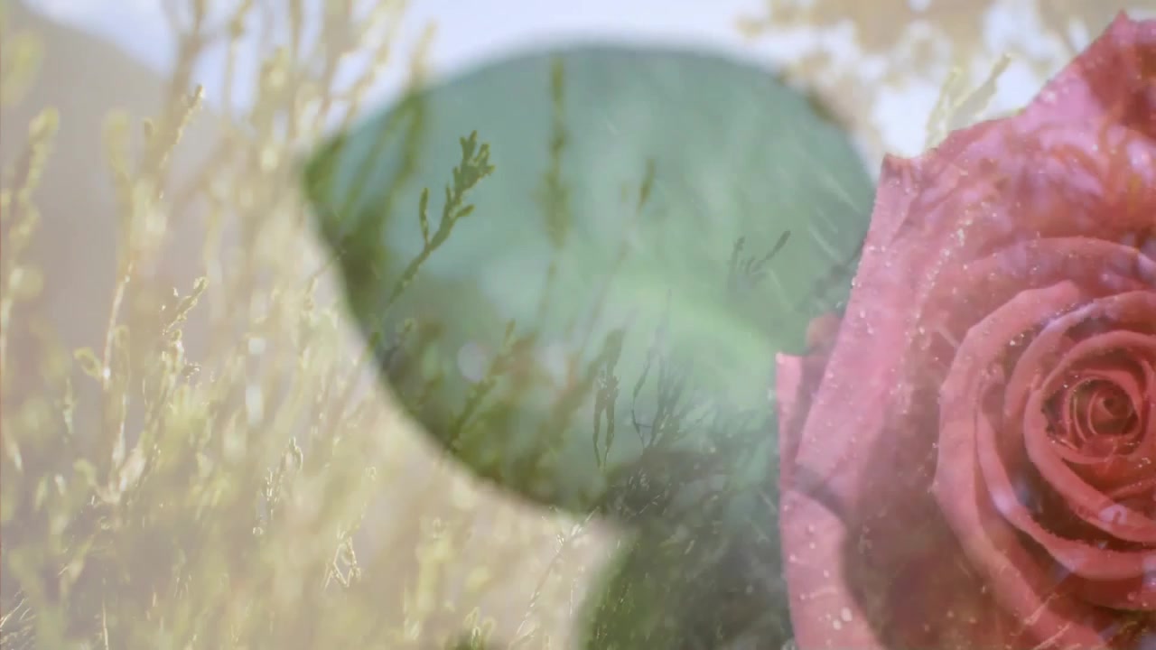 Primo piano di un bocciolo di rosa rosa che si apre, rimanendo fermo mentre le particelle di rugiada fluttuano evidenziando le texture.