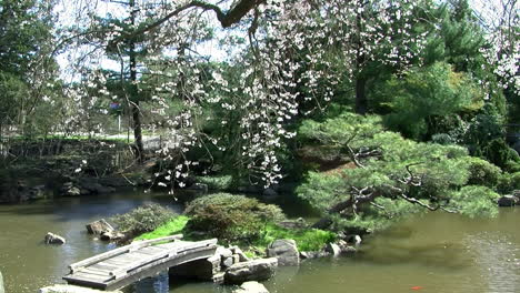 pan left to right across japanese koi pond with footbridge and waterfall