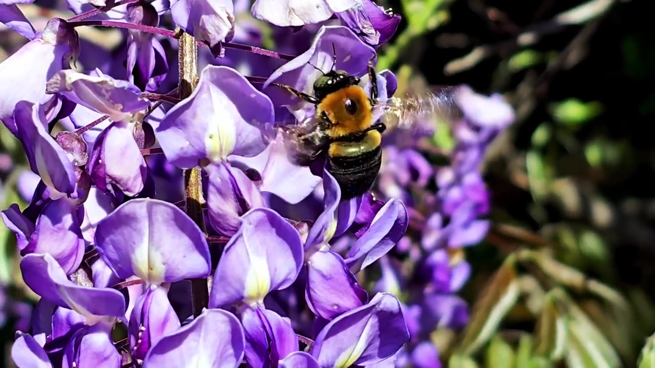 Honeybee gathering pollen on purple Wisteria tree