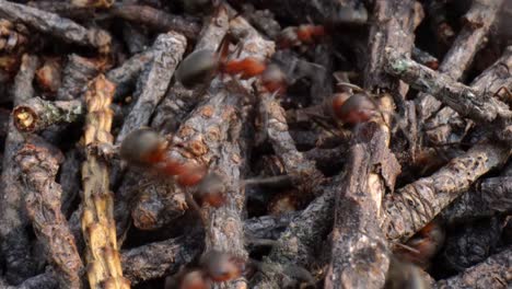 colina de hormigas salvajes en el bosque súper macro primer plano