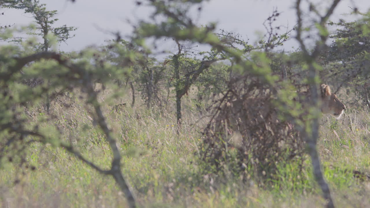 Lioness with Tracking Collar Walks Through Tall Grass in African Savanna