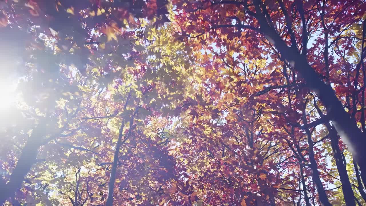 A serene video capturing autumn leaves from a low-angle view, showcasing vibrant colors and sunlight