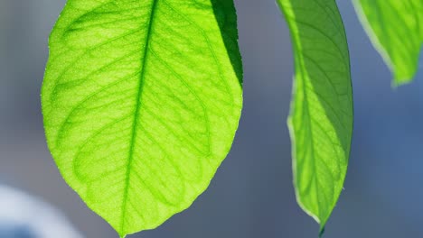 Exuberantes-Hojas-Verdes-Con-Un-Toque-Tropical