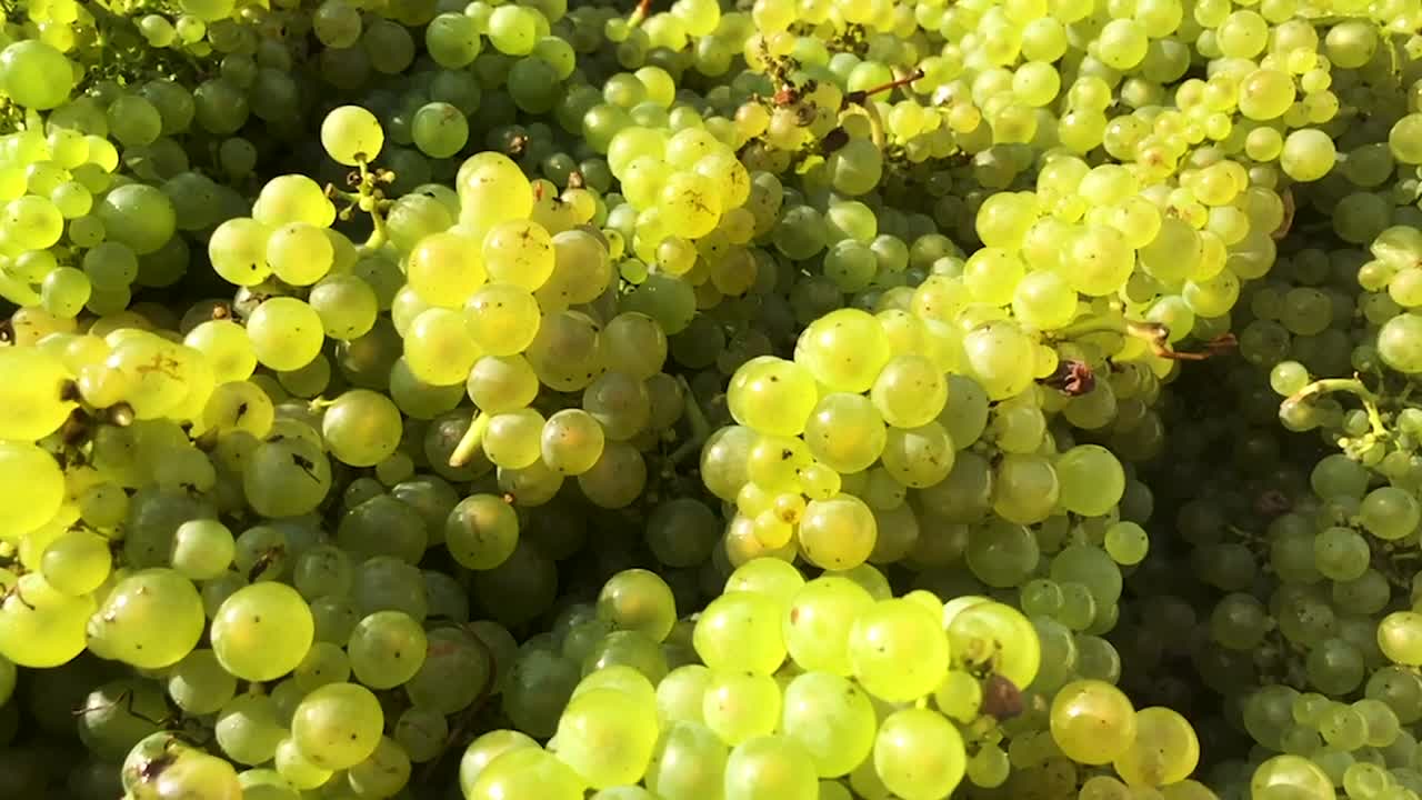 Green Grapes Harvest