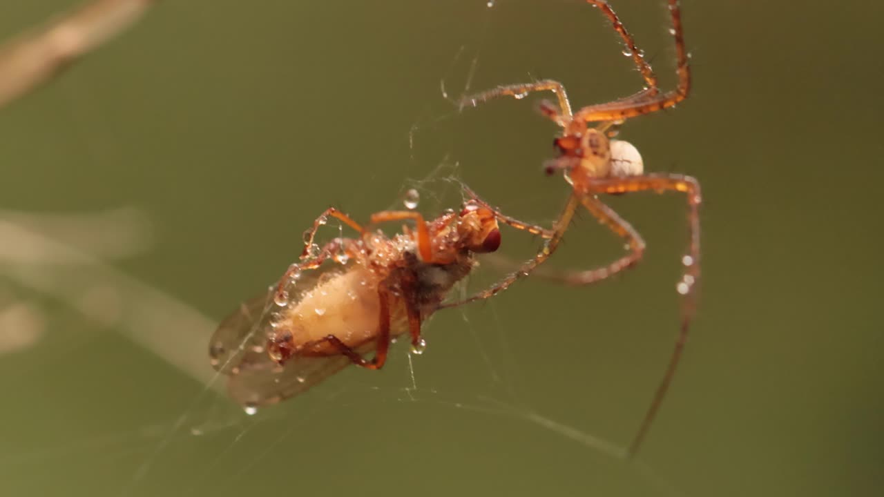 una foto macro de cerca de una araña agarró a la víctima y la envolvió en una red.