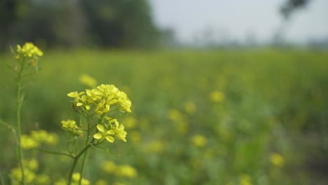 Senfblumen-Blühen-Auf-Dem-Weiten-Feld