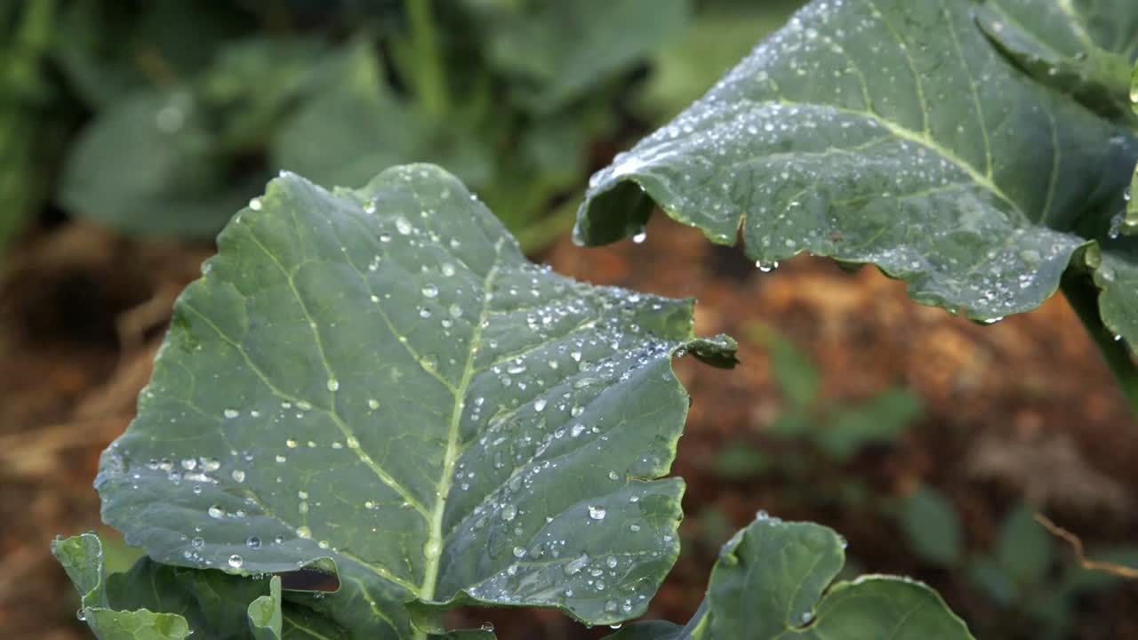 녹색 브로콜리 잎과 이슬