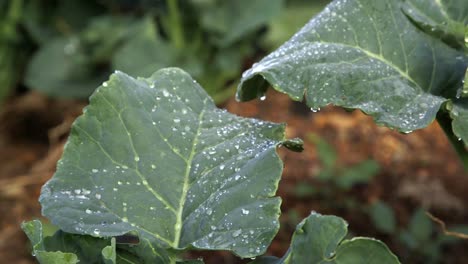 green broccoli leaves with dew