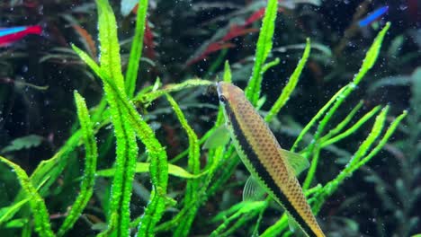 peces de acuario nadando entre plantas verdes exuberantes, escena submarina brillante y vibrante