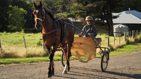 harness horse walking with jockey