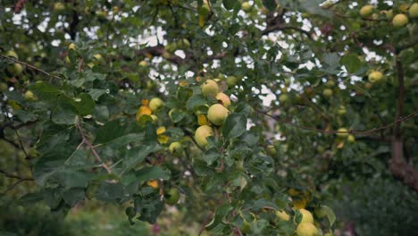 Apples-hanging-in-tree,-camera-zooming-out,-revealing-more-apples-in-the-tree