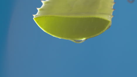 Pure-water-drops-and-streams-to-green-aloe-vera-on-blue-background