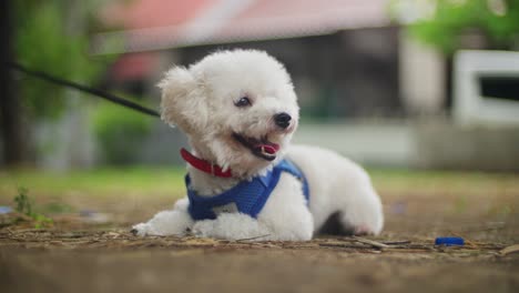 adorable white poodle puppy lying on the ground