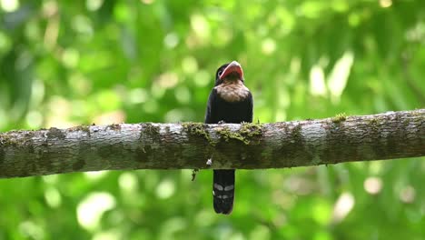 Broadbill-Oscuro,-Corydon-Sumatranus,-Parque-Nacional-Kaeng-Krachan,-Tailandia