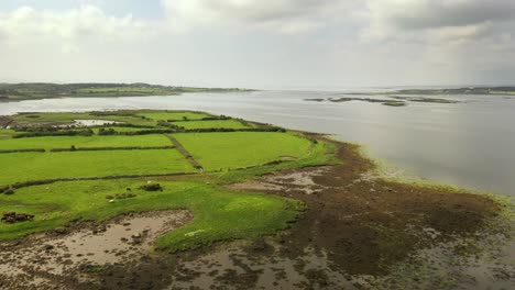 Paisaje-Rural-Irlandés,-Vista-Desde-Oranmore,-Mirando-Al-Oeste-Hacia-La-Bahía-De-Galway,-Irlanda,-Agosto-De-2020,-El-Dron-Avanza-Gradualmente-Volando-Sobre-El-Ganado-En-Campos-Verdes-Con-Paredes-De-Piedra