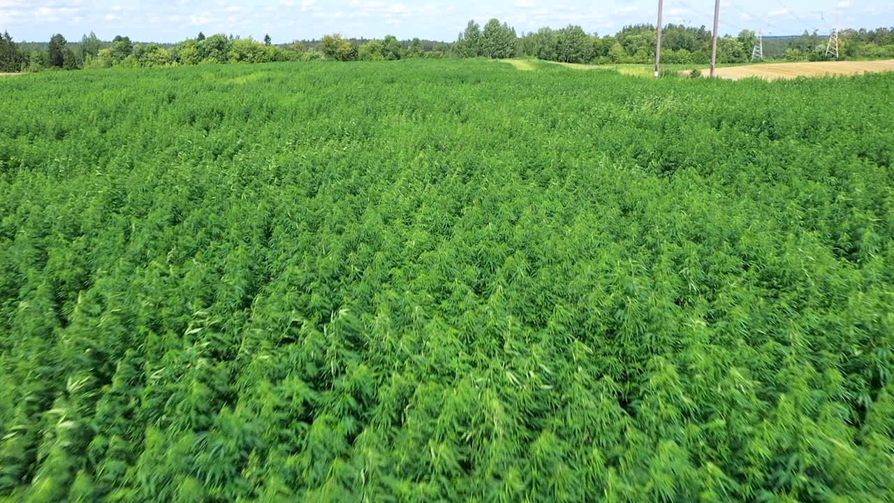 аэрофотосъемка: огромное поле марихуаны или конопли в яркий солнечный день, снято с частотой 50 кадров в секунду, замедленная съемка