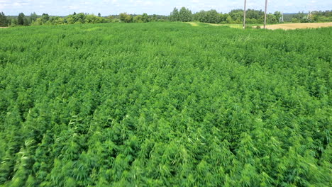 aerial: vast field of cannabis weed or hemp plants on a bright sunny beautiful day, shot at 50 fps, slow motion